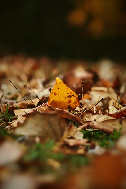 球舞台上的 球舞台上的