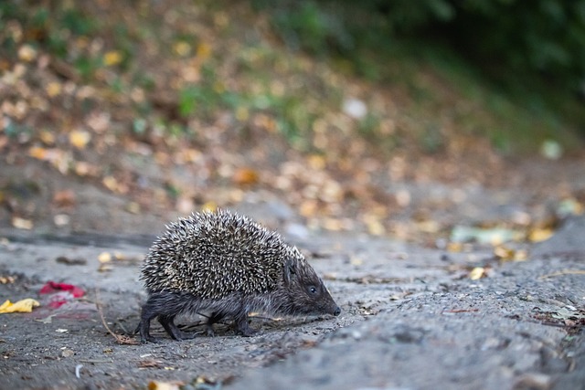 靈活跑位壓 靈活跑位壓